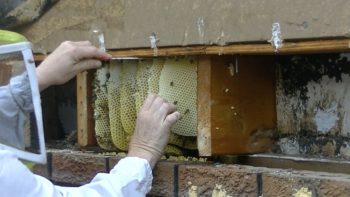 Extraction of the honeybee colony/cut-out