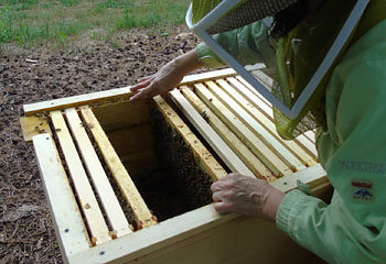 Horizontal hive inspection