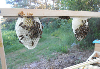 Building a new comb with a natural wax