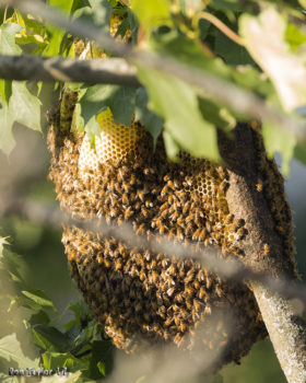 Open hive build by feral honeybees