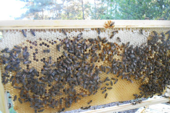 A comb with a partially capped brood and some honey