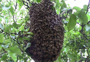 The honeybee swarm in a tree