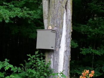 A bee trap