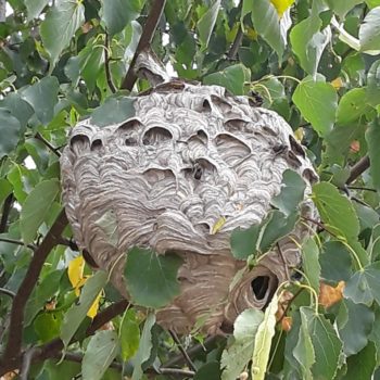 Hornet nest