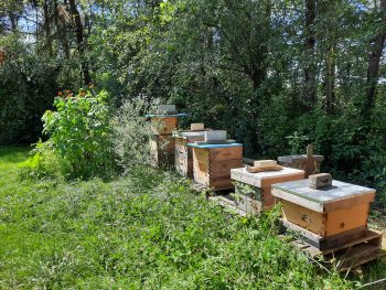 Summer at the apiary