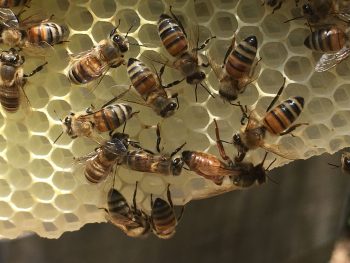 A virgin queen on a newly made comb 