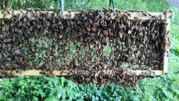 Festooning - a comb in the making