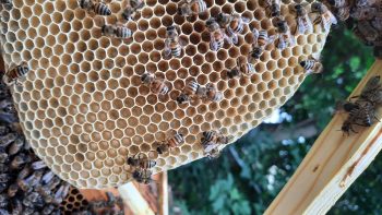 Young larvae and eggs on a freshly built comb