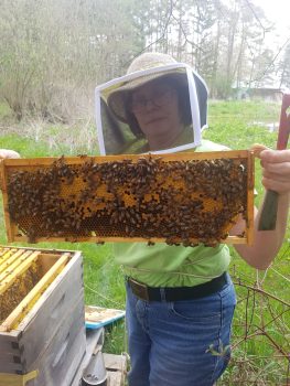 Inspecting the hive